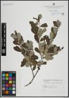 Foto von Salix atrocinerea Brot. x Salix salviifolia Brot.